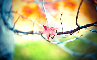 selective focus of red maple leaf on branch